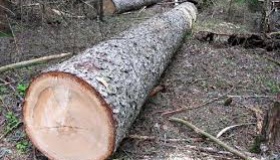 За спиляні дерева житель Карлівського району оштрафований і має відшкодувати збитки