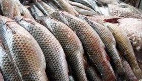 На Полтавщині вилучили готівку, понад 30 тонн риби і викрили бізнес чиновників