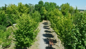 На Полтавщині створили гай, де батьки саджають дерева на честь новонароджених