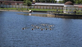 Озеро Кременчука поповнилося новими мешканцями. ВІДЕО