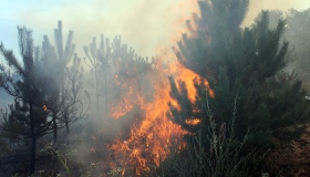 На Новосанжарщині загасили масштабну лісову пожежу. ФОТО. ВІДЕО