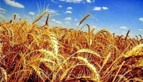 На Полтавщині завершили збирання ранніх зернових