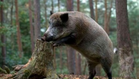 На Полтавщині зменшать кількість диких кабанів