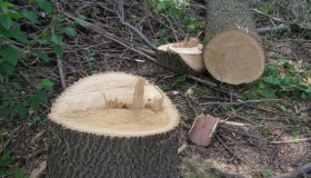 На Лубенщині незаконно зрубали більше ста дерев
