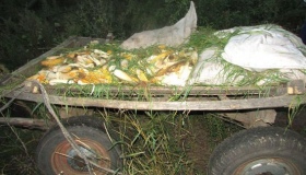 200 кіло кукурудзи наламав спритник на Чорнухинщині