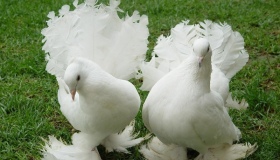 На Полтавщині відбудеться фестиваль голубів