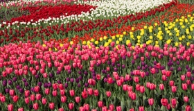 Навесні у Лохвиці розквітнуть тисячі тюльпанів