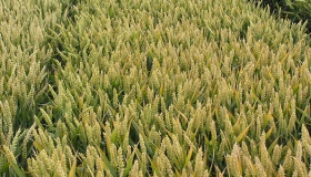 Посіви озимої пшениці на Полтавщині знаходяться в задовільному стані