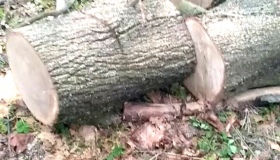 На Глобинщині продовжують незаконно вирубувати дерева