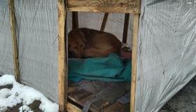 На Браїлках невідомі потруїли бездомних собак: одна у ветлікарні, дві пропали безвісті