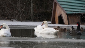 Полтавські лебеді відправилися на зимівлю в "теплі краї". ФОТО