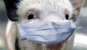 На Полтавщині зафіксували новий спалах африканської чуми свиней