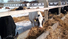 На Полтавщині від смерті у вогні врятували стадо корів