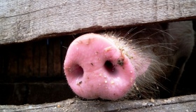 На Полтавщині забили і спалили майже дві тисячі свиней