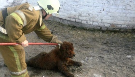 У Пирятині рятувальники витягли собаку з каналізаційного колодязю