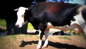 На Полтавщині - лейкоз у корів: число карантинних місць зростає