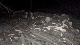 У Миргороді  припинили незаконну вирубку лісу