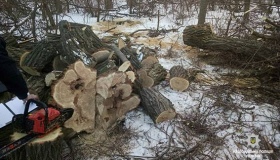 На Полтавщині виявили два факти незаконної вирубки лісу