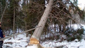 Помер кременчужанин, якого привалило дерево в лісосмузі