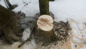 На Миргородщині поліцейські припинили незаконну порубку дерев