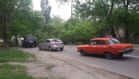 У Полтаві гілка дерева пошкодила машину