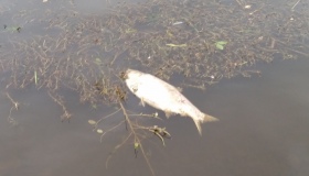 У полтавському ставку гине риба