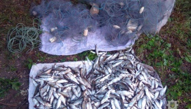 Четверо рибалок на Полтавщині незаконно наловили риби