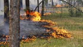 На Полтавщині оголосили пожежну небезпеку надзвичайного рівня