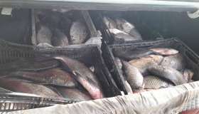 Рибоохоронний патруль підбив підсумки травня: вилучено майже три тонни риби