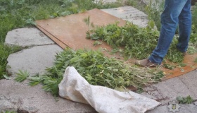 У Гадяцькому районі поліція виявила понад 400 рослин коноплі