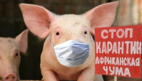 На Диканщині зафіксували спалах африканської чуми свиней