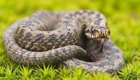 У Лубенському районі чоловіка вкусила змія