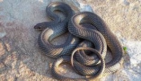 На Полтавщині жінку вкусила змія
