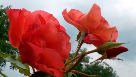 Полтавка вирощує понад 80 сортів троянд. ВІДЕО