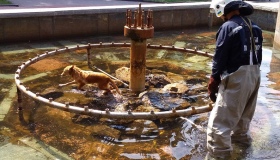 З полтавського фонтану врятували собаку