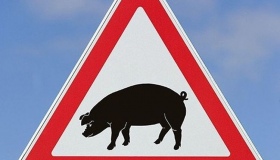 Карантин щодо чуми свиней на Полтавщині завершиться наступного тижня