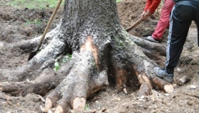 На Половках хочуть викорчувати пні та прибрати пошкоджені дерева. За гроші