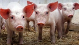 На Полтавщині зафіксували новий спалах чуми свиней. Епіцентр - Миргородщина