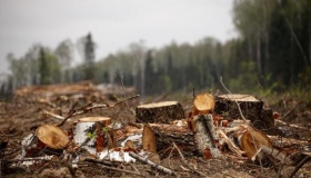 Чоловіка судитимуть за незаконну порубку лісу на понад мільйон гривень