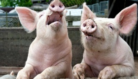 У Полтаві намагалися пустити на ковбасу свиней, заражених африканською чумою