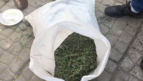 Правоохоронці знайшли плантацію коноплі й мішок марихуани