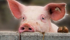 На Полтавщині триває карантин із приводу чуми свиней