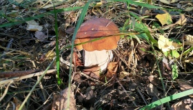 На Полтавщині четверо людей отруїлися грибами