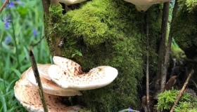 Ще одна полтавка отруїлася дикорослими грибами