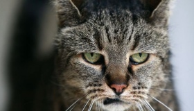 Чоловіка на Полтавщині посадили на шість років за знущання з кота
