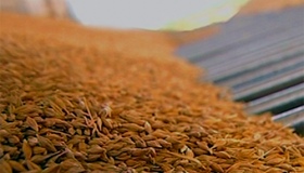 На Полтавщині прогнозують урожай зернових понад 6 млн тонн