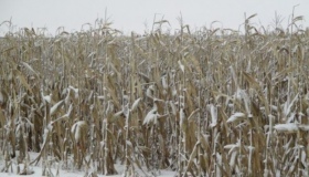 Полтавщині не вистачає потужностей для зберігання зерна: всі елеватори заповнені