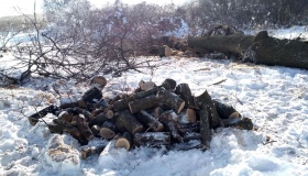 На Новосанжарщині вилучили спиляні дуби