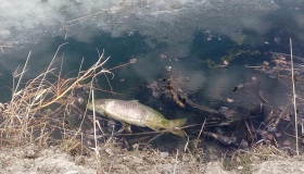 В озері Горішніх Плавнів дохне риба