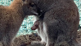 У Кременчуці народилося дитинча кенгуру